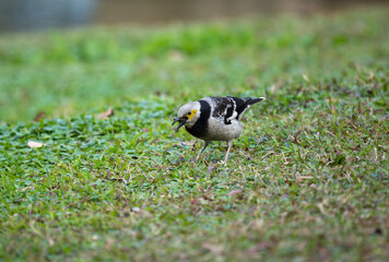 Black-collared starling is eating worms