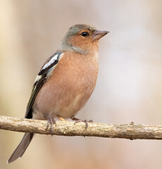 Common chaffinch, Fringilla coelebs. The male bird sits on a branch and looks away