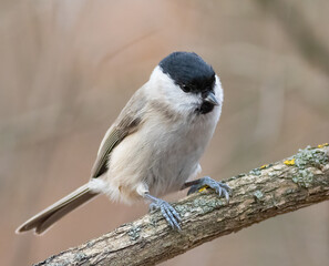 Fototapeta premium Marsh tit, Poecile palustris. A bird sits on a thick branch