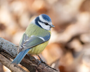 Obraz premium Eurasian blue tit, Cyanistes caeruleus. A bird sits on a tree branch