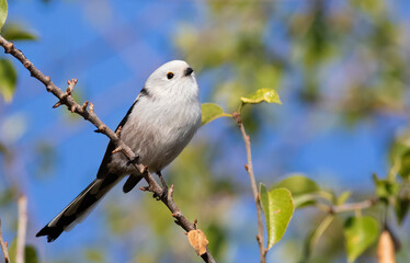 Obraz premium Long-tailed tit, Aegithalos caudatus. A bird sits on a branch