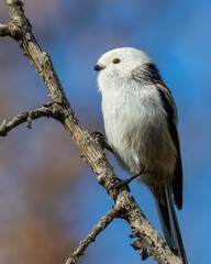 Long-tailed tit, Aegithalos caudatus. A bird sits on a branch against the sky