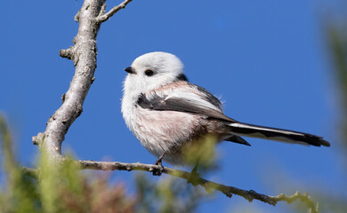 Long-tailed tit, Aegithalos caudatus. A bird sits on a branch against the sky