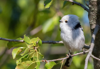 Long-tailed tit, Aegithalos caudatus. A bird sits on a tree branch among the leaves