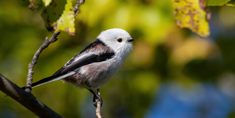Long-tailed tit, Aegithalos caudatus. A bird sitting on a beautiful blurred background