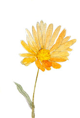 Calendula flower  isolated on white background. Hand painted watercolor pencil drawing. Blooming orange garden flower Marigold calendula officinalis..