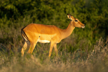 Female common impala stands in golden light