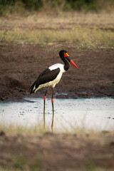 Female saddle-billed stork fishing in stagnant waterhole