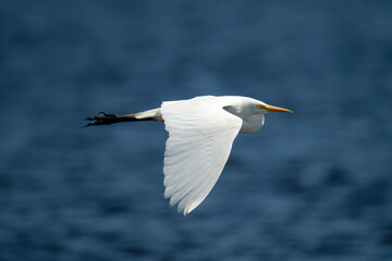 Fototapeta na wymiar Great egret flies in sunshine over river