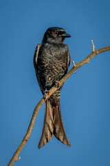 Fork-tailed drongo with catchlight perching on branch