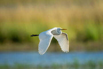 Great egret flies along river lowering wings