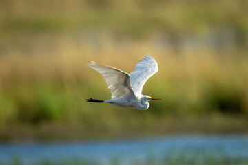 Great egret flies along river raising wings
