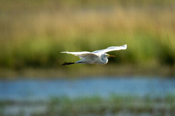 Great egret glides along river in sunshine