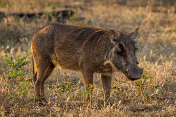 Common warthog stands on grass eyeing camera