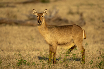 Female common waterbuck stands lifting rear foot