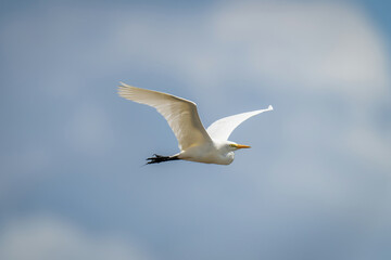 Fototapeta na wymiar Great egret flies in sunshine lifting wings