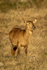 Naklejka na ściany i meble Female common waterbuck stands with open mouth