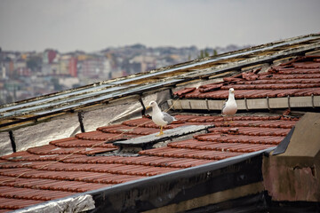 Aerial view of Istanbul city from the roof at Taksim area, Turkey