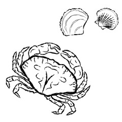 Set of crab and shells, contour