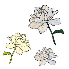 Vector floral set of tender gardenias