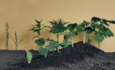 The theme of agriculture and spring preparatory planting. Young pumpkin plants on a yellow background.