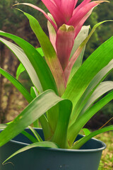 Bromelia - potted flower. A perfect gift for your girlfriend.
