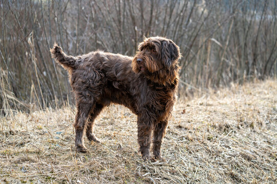 portrait of a hunting dog, a pudelpointer, at a spring day