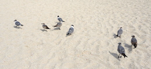 Gulls bask on sand of South Beach in warm winter sunshine. Miami Beach, Florida