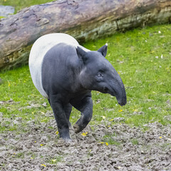 A young tapir walking, cute animal
