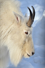 close up of a goat