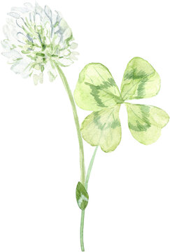Watercolor images of clover, pink and white flowers, png
