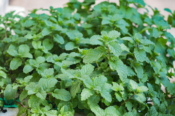 Mint plant grow at vegetable garden.
