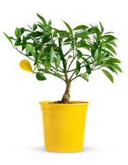 Decorative lemon tree in yellow pot isolated 