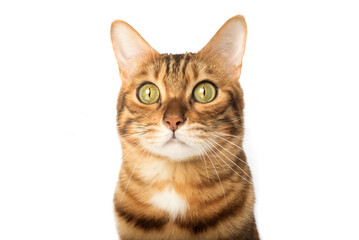 Close-up portrait of a serious cat. Muzzle of a cute Bengal cat.