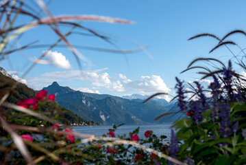 Flowers in the front with lake and mountains on background