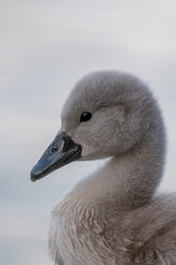 Close-up of a swan. Portrait of gray baby swan. Mute swan cygnet. Cygnus olor.
