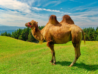 double-humped camel in the meadow during summer season on Dolomite Trentino Alto Adige Italy