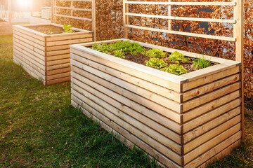 Growing Vegetables and Salad on Warm High Raised Beds in Community Garden in Early Spring. Garden...