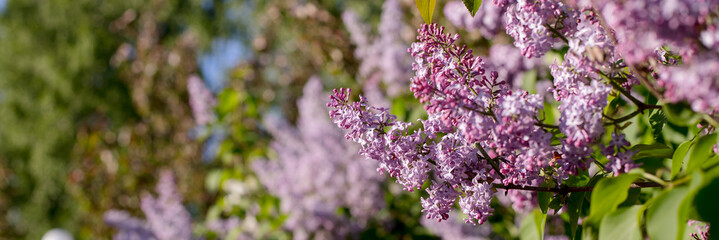 Beautiful lilac flowers with selective focus. Purple lilac flower with blurred green leaves. Spring blossom. Blooming lilac bush with tender tiny flower. Purple lilac flowers on a bush in sunlight