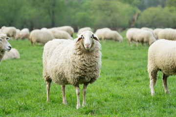 Naklejka na ściany i meble Isolated shot of a domestic sheep with lots of wool in a green meadow looking at you