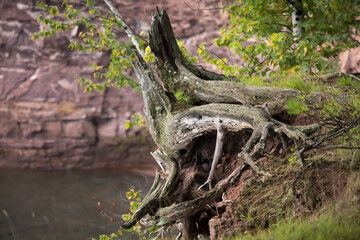 tree stump by the water