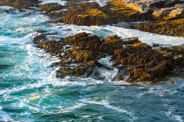 Cochayuyo a typical specie of seaweed found in the coast of Chile. © Jose Luis Stephens
