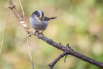 Long-tailed tit perched on a branch with moss in its beak
