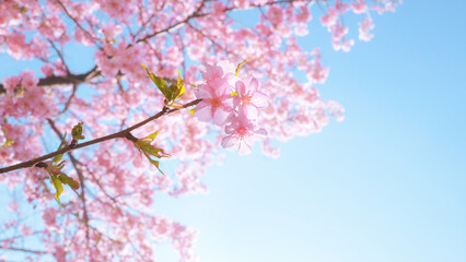 Obraz na płótnie Canvas 青空を背景に輝くように咲く満開の桜の花と緑の葉 - 春・お祝いのイメージ - 河津桜/日本