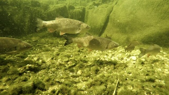 Shoal of fish.  Underwater footage with scene from garden pond on fishing and farming theme.