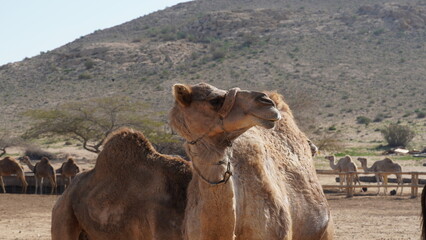 Two camels or one, funny close up. Camel in Negev Desert, Israel