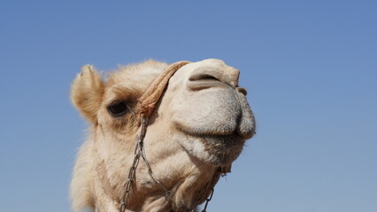 Fototapeta premium Camel in Negev Desert, Israel, close to Mamshit National Park