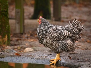 Mottled Plymouth rock chicken hen at the water