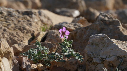 Blossom of Erodium crassifolium flower, Negev desert, Israel.