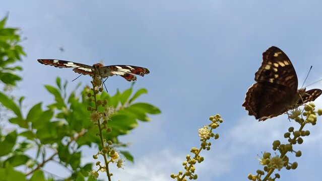 butterfly on leaf
